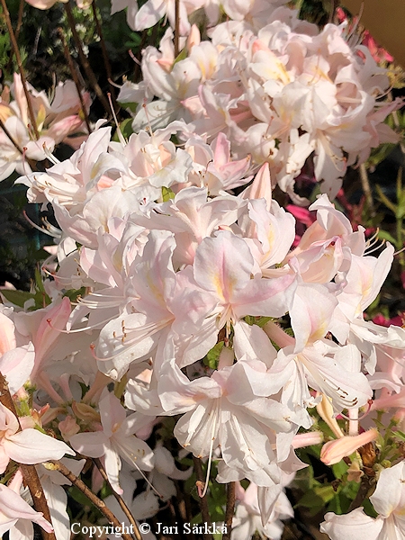 Rhododendron Lights-Ryhm 'White Lights', revontuliatsalea